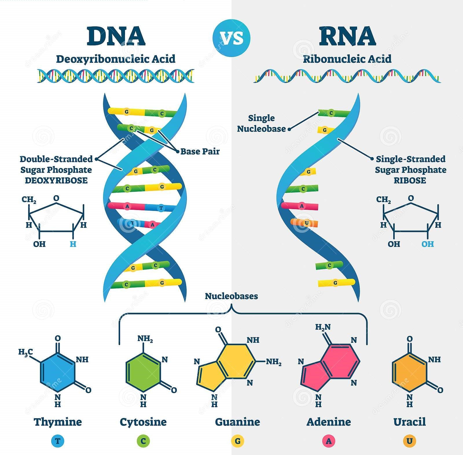 ARN vs ADN