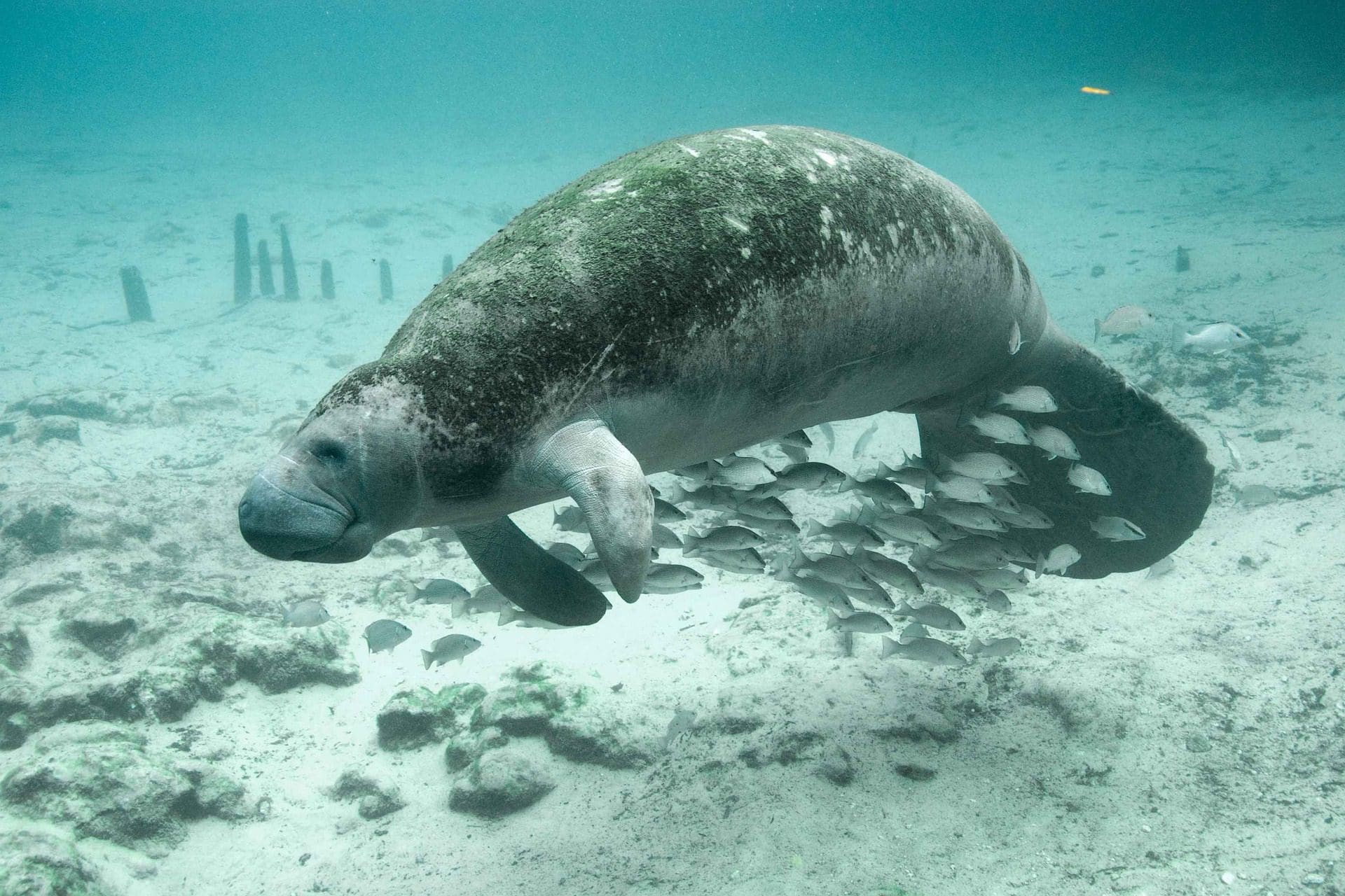 sirene si animale marine