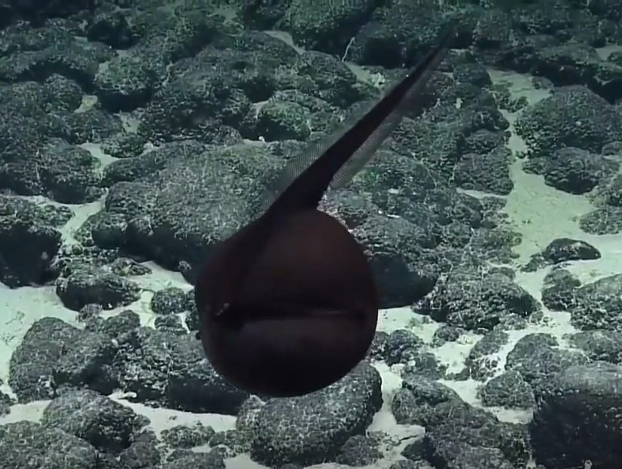 atlantida anghila munte