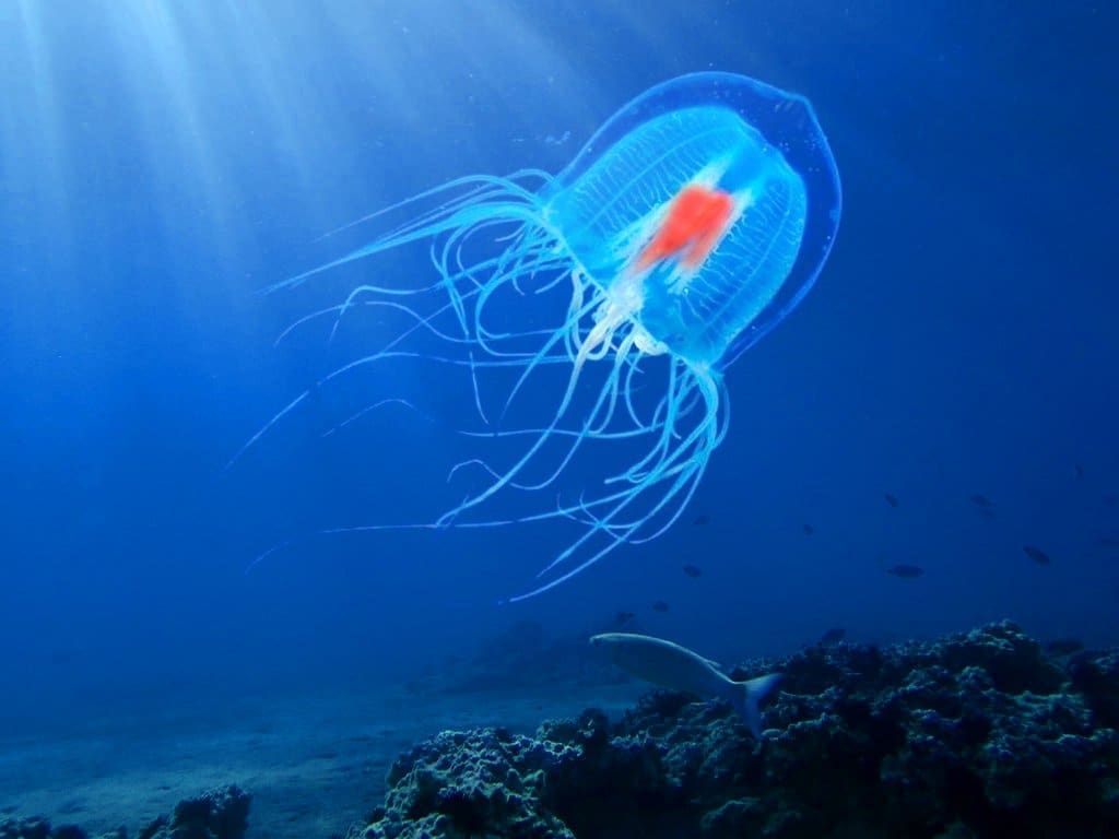 meduza cu nemurire biologica