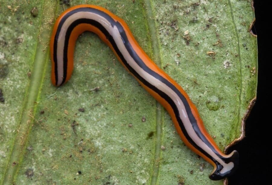 nemurire planaria