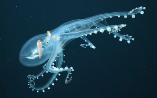 meduzele pieptene