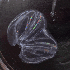 meduzele experiment